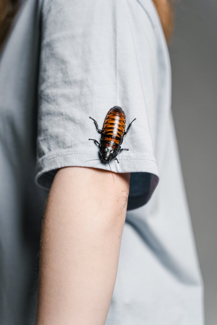 Home A close-up of a Madagascar hissing cockroach perched on a persons arm in a gray shirt.